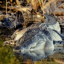 En Australie, du risque d'extinction au "paradis" des crocodiles