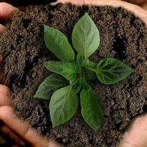 UK consumers' sustainability score drops - ESW report