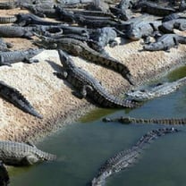 L'Australia intensifica i controlli sugli allevamenti di coccodrilli