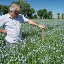 Flax: record acreage in Europe in the face of growing demand