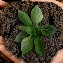 UK consumers want to shop green but can't afford to - report